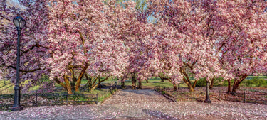 5 SAUCER MAGNOLIA x Soulangeana Denudata & Liliiflora 5 - 10
